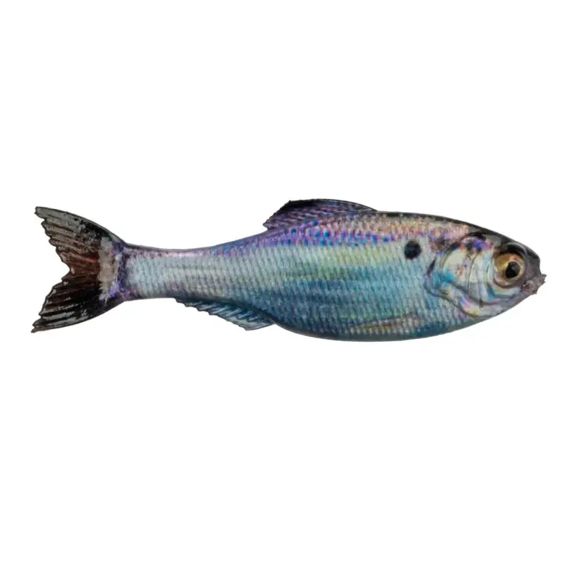6th Sense Panorama 2 Live Gizzard Shad Mega Sale